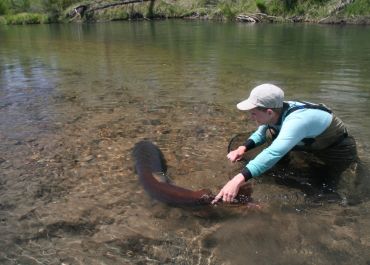 mongolia Taimen fly fishing