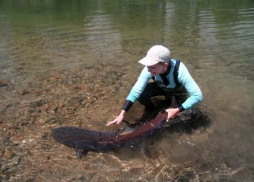 mongolia Taimen fly fishing